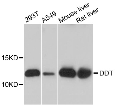 DDT / Dopamine Tautomerase Antibody - Western blot analysis of extracts of various cell lines.