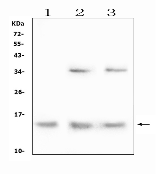 DDT / Dopamine Tautomerase Antibody - Western blot analysis of DDT using anti-DDT antibody. Electrophoresis was performed on a 5-20% SDS-PAGE gel at 70V (Stacking gel) / 90V (Resolving gel) for 2-3 hours. The sample well of each lane was loaded with 50ug of sample under reducing conditions. Lane 1: human HL-60 whole cell lysate,Lane 2: rat liver tissue lysates,Lane 3: mouse liver tissue lysates. After Electrophoresis, proteins were transferred to a Nitrocellulose membrane at 150mA for 50-90 minutes. Blocked the membrane with 5% Non-fat Milk/ TBS for 1.5 hour at RT. The membrane was incubated with rabbit anti-DDT antigen affinity purified polyclonal antibody at 0.5 µg/mL overnight at 4°C, then washed with TBS-0.1% Tween 3 times with 5 minutes each and probed with a goat anti-rabbit IgG-HRP secondary antibody at a dilution of 1:10000 for 1.5 hour at RT. The signal is developed using an Enhanced Chemiluminescent detection (ECL) kit with Tanon 5200 system. A specific band was detected for DDT at approximately 14KD. The expected band size for DDT is at 14KD.