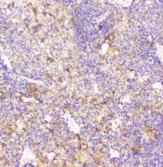 DDT / Dopamine Tautomerase Antibody - IHC staining of FFPE rat spleen with DDT antibody at 2ug/ml. HIER: boil tissue sections in pH6, 10mM citrate buffer, for 10-20 min followed by cooling at RT for 20 min.