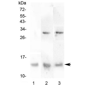 DDT / Dopamine Tautomerase Antibody - Western blot testing of 1) human HL-60, 2) rat liver and 3) mouse liver lysate with DDT antibody at 0.5ug/ml. Predicted molecular weight ~14 kDa.