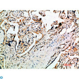 DDT / Dopamine Tautomerase Antibody - Immunohistochemical analysis of paraffin-embedded human-placenta, antibody was diluted at 1:200.