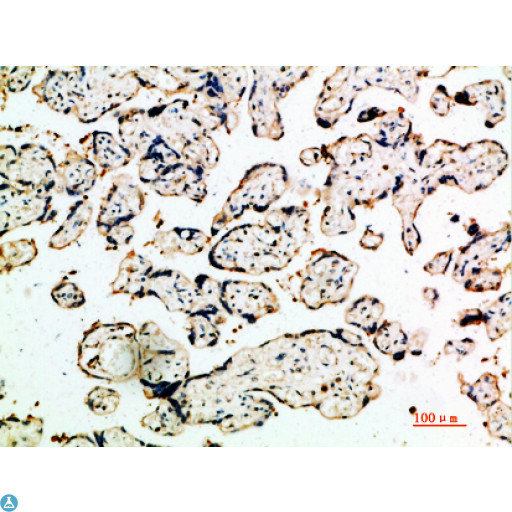 DDT / Dopamine Tautomerase Antibody - Immunohistochemical analysis of paraffin-embedded human-placenta, antibody was diluted at 1:200.