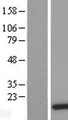 DDT / Dopamine Tautomerase Protein - Western validation with an anti-DDK antibody * L: Control HEK293 lysate R: Over-expression lysate