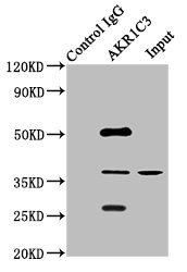 DDX / AKR1C3 Antibody - Immunoprecipitating AKR1C3 in HepG2 whole cell lysate Lane 1: Rabbit control IgG instead of AKR1C3 Antibody in HepG2 whole cell lysate.For western blotting, a HRP-conjugated Protein G antibody was used as the secondary antibody (1/2000) Lane 2: AKR1C3 Antibody (8µg) + HepG2 whole cell lysate (500µg) Lane 3: HepG2 whole cell lysate (10µg)