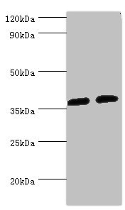 DDX / AKR1C3 Antibody - Western blot All lanes: AKR1C3 antibody at 8µg/ml Lane 1: K562 whole cell lysate Lane 2: Hela whole cell lysate Secondary Goat polyclonal to rabbit IgG at 1/10000 dilution Predicted band size: 37, 24 kDa Observed band size: 37 kDa
