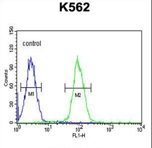 DDX / AKR1C3 Antibody - AKR1C3 Antibody flow cytometry of K562 cells (right histogram) compared to a negative control cell (left histogram). FITC-conjugated goat-anti-rabbit secondary antibodies were used for the analysis.