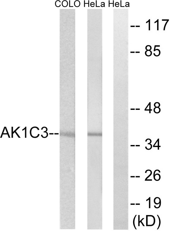 DDX / AKR1C3 Antibody - Western blot analysis of lysates from HeLa and COLO cells, using AKR1C3 Antibody. The lane on the right is blocked with the synthesized peptide.