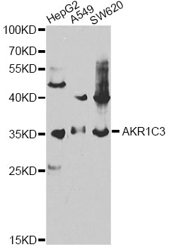 DDX / AKR1C3 Antibody - Western blot analysis of extracts of various cell lines, using AKR1C3 antibody at 1:1000 dilution. The secondary antibody used was an HRP Goat Anti-Rabbit IgG (H+L) at 1:10000 dilution. Lysates were loaded 25ug per lane and 3% nonfat dry milk in TBST was used for blocking.