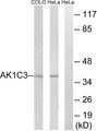 DDX / AKR1C3 Antibody - Western blot analysis of extracts from COLO cells and HeLa cells, using AKR1C3 antibody.