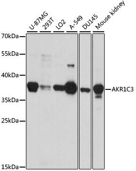 DDX / AKR1C3 Antibody - Western blot analysis of extracts of various cell lines using AKR1C3 Polyclonal Antibody at dilution of 1:1000.