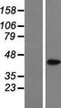 DDX / AKR1C3 Protein - Western validation with an anti-DDK antibody * L: Control HEK293 lysate R: Over-expression lysate