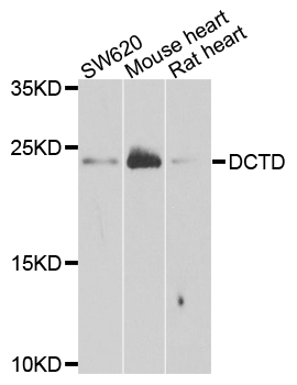 DDX1 Antibody - Western blot analysis of extracts of various cells.