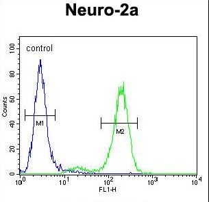 DDX11 / CHLR1 Antibody - DDX11 Antibody flow cytometry of Neuro-2a cells (right histogram) compared to a negative control cell (left histogram). FITC-conjugated goat-anti-rabbit secondary antibodies were used for the analysis.