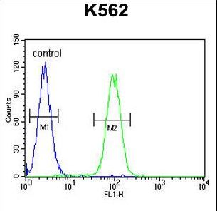 DDX11 / CHLR1 Antibody - DDX11 Antibody flow cytometry of K562 cells (right histogram) compared to a negative control cell (left histogram). FITC-conjugated goat-anti-rabbit secondary antibodies were used for the analysis.