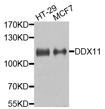 DDX11 / CHLR1 Antibody - Western blot analysis of extracts of various cells.