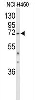 DDX17 Antibody - Western blot of DDX17 Antibody in NCI-H460 cell line lysates (35 ug/lane). DDX17 (arrow) was detected using the purified antibody.
