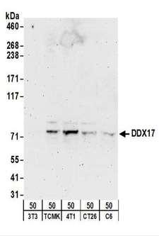DDX17 Antibody - Detection of Mouse and Rat DDX17 by Western Blot. Samples: Whole cell lysate (50 ug) from NIH3T3, TCMK-1, 4T1, CT26.WT, and rat C6 cells. Antibodies: Affinity purified rabbit anti-DDX17 antibody used for WB at 1 ug/ml. Detection: Chemiluminescence with an exposure time of 3 minutes.