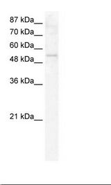 DDX19A Antibody - HepG2 Cell Lysate.  This image was taken for the unconjugated form of this product. Other forms have not been tested.
