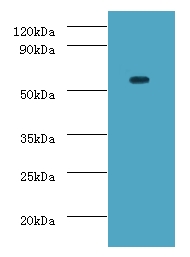DDX19A Antibody - Western blot of ATP-dependent RNA helicase DDX19A antibody at 2 ug/ml with mouse gonad tissue. Secondary: Goat polyclonal to rabbit at 1:10000 dilution predicted band size: 54 KDa observed band size: 54 KDa.  This image was taken for the unconjugated form of this product. Other forms have not been tested.
