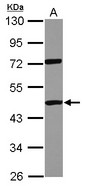 DDX19A Antibody - Sample (30 ug of whole cell lysate) A: U87-MG 10% SDS PAGE DDX19A antibody diluted at 1:1000