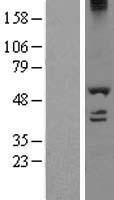 DDX19A Protein - Western validation with an anti-DDK antibody * L: Control HEK293 lysate R: Over-expression lysate
