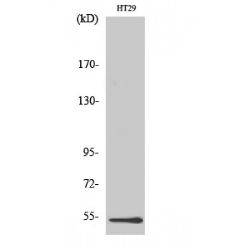 DDX19B Antibody - Western blot of DDX19B antibody