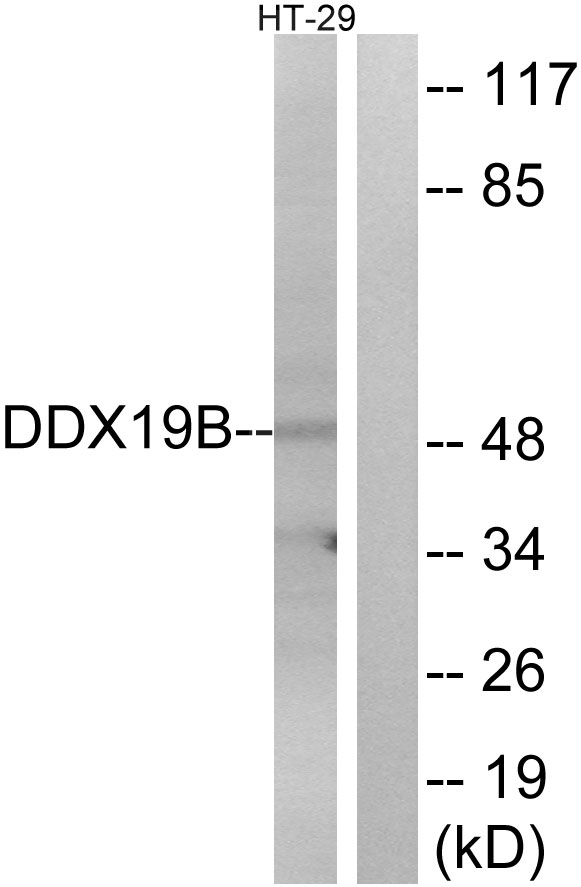 DDX19B Antibody - Western blot analysis of lysates from HT-29 cells, using DDX19B Antibody. The lane on the right is blocked with the synthesized peptide.
