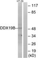 DDX19B Antibody - Western blot analysis of lysates from HT-29 cells, using DDX19B Antibody. The lane on the right is blocked with the synthesized peptide.