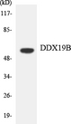 DDX19B Antibody - Western blot analysis of the lysates from HT-29 cells using DDX19B antibody.