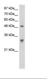 DDX19B Antibody - HepG2 Cell Lysate.  This image was taken for the unconjugated form of this product. Other forms have not been tested.