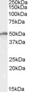 DDX19B Antibody - Antibody (0.5 ug/ml) staining of K562 cell lysate (35 ug protein in RIPA buffer). Primary incubation was 1 hour. Detected by chemiluminescence.