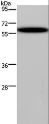 DDX19B Antibody - Western blot analysis of HeLa cell, using DDX19B Polyclonal Antibody at dilution of 1:400.