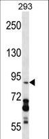 DDX20 / GEMIN3 Antibody - DDX20 Antibody western blot of 293 cell line lysates (35 ug/lane). The DDX20 antibody detected the DDX20 protein (arrow).