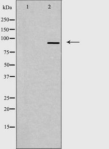 DDX20 / GEMIN3 Antibody - Western blot analysis of extracts of 293 cells using DDX20 antibody. The lane on the left is treated with the antigen-specific peptide.