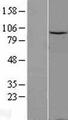 DDX20 / GEMIN3 Protein - Western validation with an anti-DDK antibody * L: Control HEK293 lysate R: Over-expression lysate