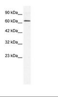 DDX21 Antibody - HepG2 Cell Lysate.  This image was taken for the unconjugated form of this product. Other forms have not been tested.