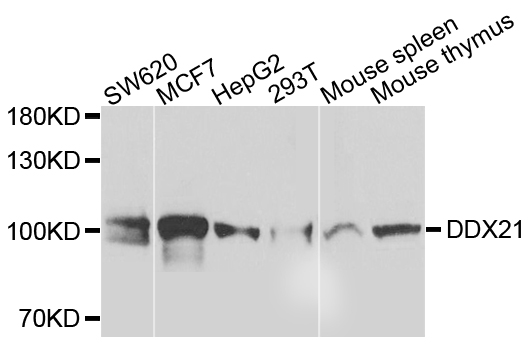 DDX21 Antibody - Western blot analysis of extracts of various cells.