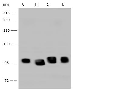 DDX21 Antibody - Anti-DDX21 rabbit polyclonal antibody at 1:500 dilution. Lane A: HepG2 Whole Cell Lysate. Lane B: HEK293 Whole Cell Lysate. Lane C: Jurkat Whole Cell Lysate. Lane D: HeLa Whole Cell Lysate. Lysates/proteins at 30 ug per lane. Secondary: Goat Anti-Rabbit IgG (H+L)/HRP at 1/10000 dilution. Developed using the ECL technique. Performed under reducing conditions. Predicted band size: 87 kDa. Observed band size: 95 kDa.