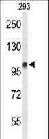 DDX23 / PRP28 Antibody - Western blot of DDX23 Antibody in 293 cell line lysates (35 ug/lane). DDX23 (arrow) was detected using the purified antibody.