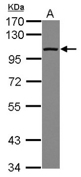 DDX23 / PRP28 Antibody - Sample (30 ug of whole cell lysate) A: HeLa 7.5% SDS PAGE DDX23 antibody diluted at 1:1000