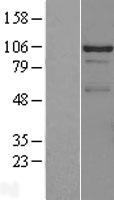 DDX23 / PRP28 Protein - Western validation with an anti-DDK antibody * L: Control HEK293 lysate R: Over-expression lysate