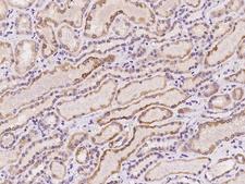 DDX26B Antibody - Immunochemical staining of human DDX26B in human kidney with rabbit polyclonal antibody at 1:100 dilution, formalin-fixed paraffin embedded sections.