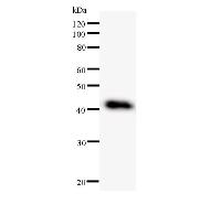 DDX27 Antibody - Western blot analysis of immunized recombinant protein, using anti-DDX27 monoclonal antibody.