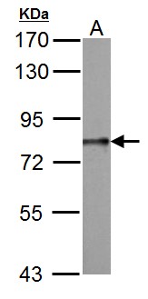 DDX3 Antibody - DDX3 antibody detects DDX3Y protein by Western blot analysis. A. 50 ug Rat testis lysate/extract. 7.5 % SDS-PAGE. DDX3 antibody dilution:1:1000