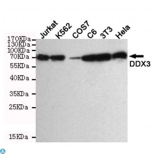 DDX3 Antibody - Western blot detection of DDX3 in Hela, 3T3, C6, COS7, K562 and Jurkat cell lysate using DDX3 mouse mAb (1:1000 diluted). Predicted band size: 75KDa. Observed band size: 75KDa.