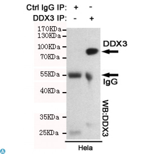 DDX3 Antibody - Immunoprecipitation analysis of Hela cell lysates using DDX3 mouse mAb.