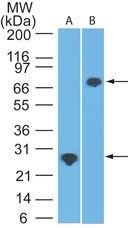 DDX3 / DDX3X Antibody - Western Blot: DDX3 Antibody (11F11D10) - Analysis of human DDX3 using A) a partial recombinant protein (amino acids 24-203) and B) 293 lysate probed with DDX3 antibody at 2 ug/ml. Goat anti-mouse Ig HRP secondary antibody and PicoTect ECL substrate solution were used for this test.  This image was taken for the unconjugated form of this product. Other forms have not been tested.