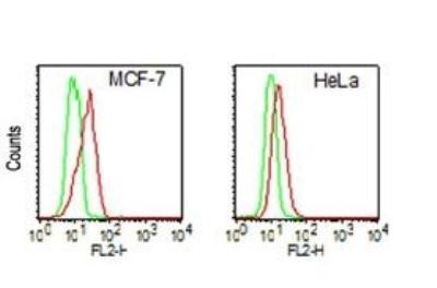 DDX3 / DDX3X Antibody - Flow Cytometry: DDX3 Antibody (11F11D10) - Analysis of DDX3 in human MCF-7 and HeLa cells using DDX3 antibody at 1 ug/10^6 cells.  This image was taken for the unconjugated form of this product. Other forms have not been tested.