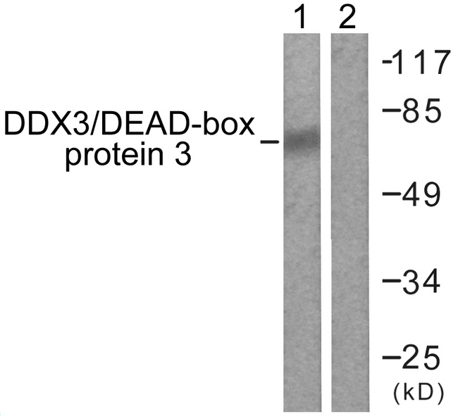 DDX3 / DDX3X Antibody - Western blot analysis of lysates from HepG2 cells, using DDX3/DEAD-box Protein 3 Antibody. The lane on the right is blocked with the synthesized peptide.