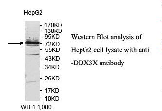 DDX3 / DDX3X Antibody
